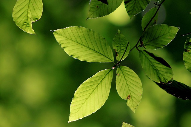 Free Leaf Reverse Light photo and picture