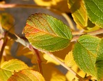 autumn rugosa rose, rose, leaves