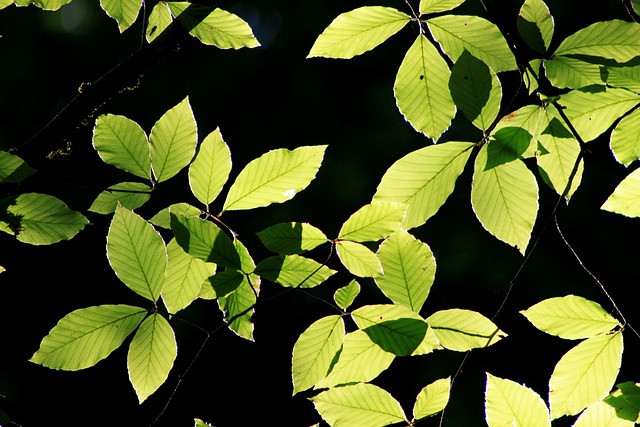 Free Leaf Reverse Light photo and picture