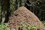 ants, anthill, forest