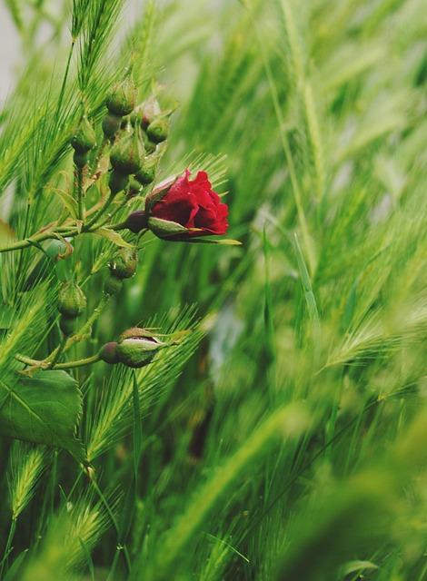 Free Rose Flower photo and picture
