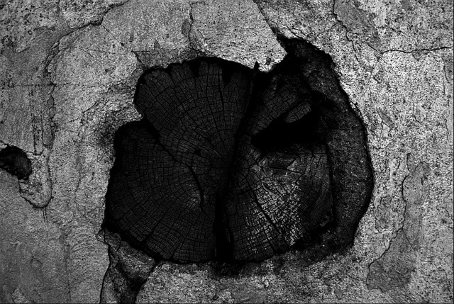 Free Wood Black And White photo and picture