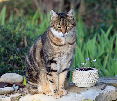 Free Cat Animal photo and picture