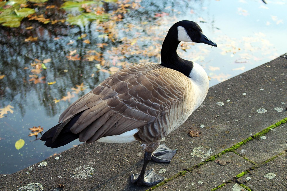canada goose natur canada goose natur