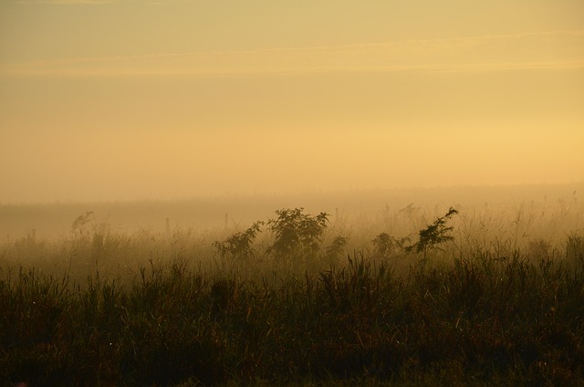 Tåge, Felt, Tåget, Natur, Morgen