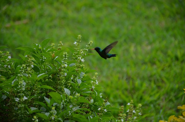 Summende Fugl, Blomster, Fugl, Natur