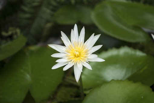 Free Lotus Waterlily photo and picture