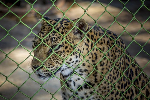 Free Leopard Zoo photo and picture