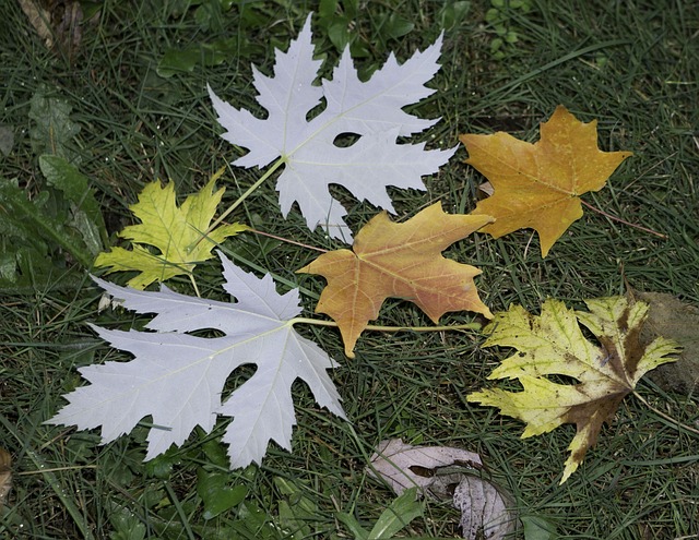 Free Silver Maple Scarlet Maple photo and picture