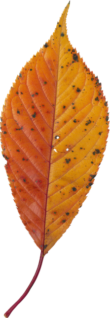 Free autumnal leaves cherry blossoms deciduous leaves illustration
