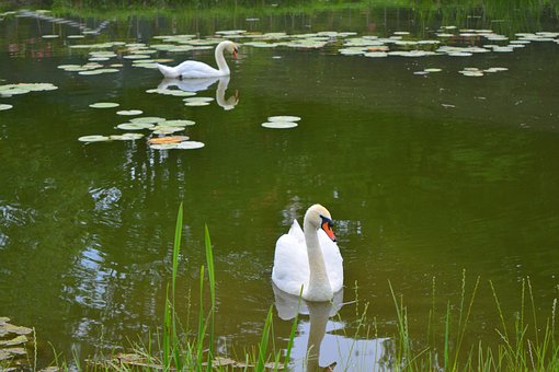 Free Swan Swans photo and picture