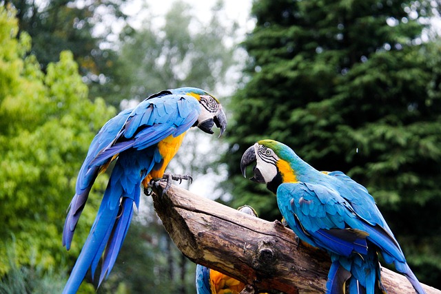 Free Parrots Zoo photo and picture