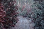 winter, forest, away
