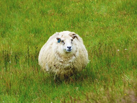 Free Sheep Iceland photo and picture