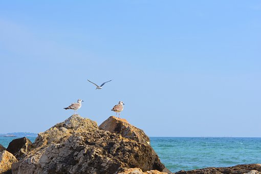 Free Pescaruși Nature photo and picture