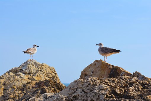 Free Pescaruși Cliffs photo and picture
