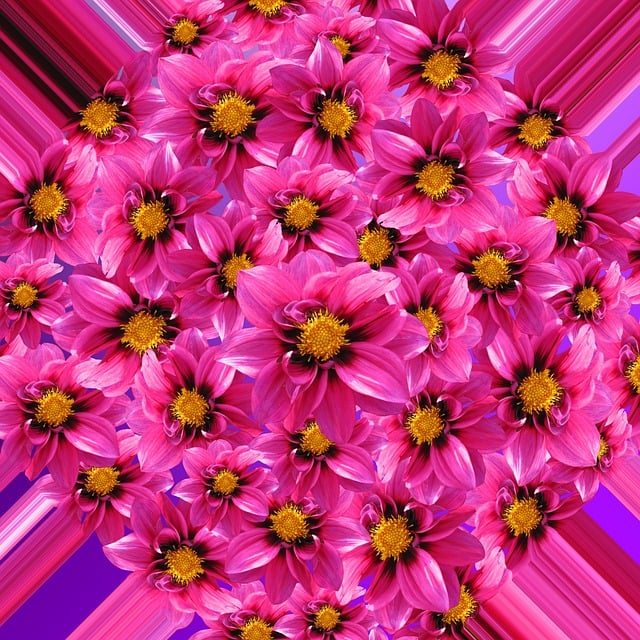 Dahlie, Blüten, Rosa, Gartenpflanze