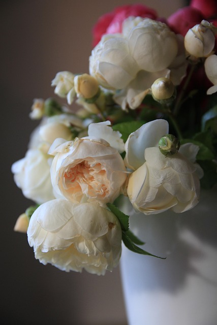Free English Roses Rose photo and picture