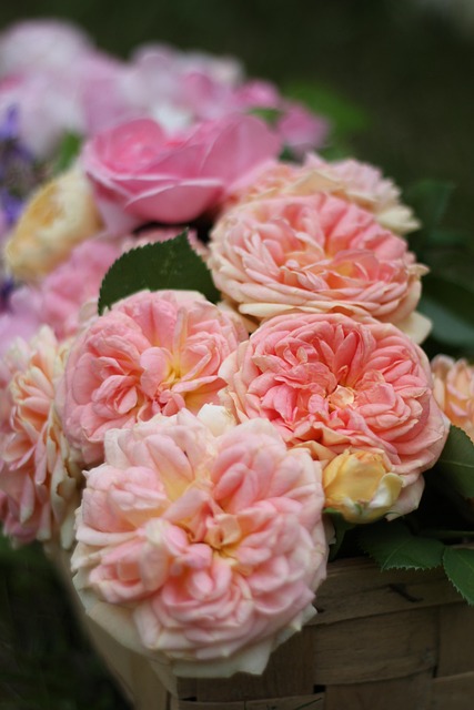 Free Rose Rose Strauss photo and picture