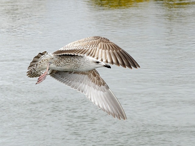 Free Bird Water photo and picture