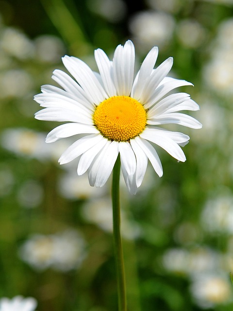 Free Flower Stem photo and picture