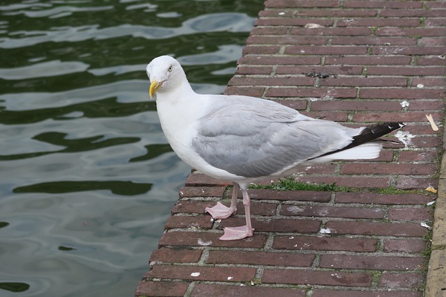 Pájaro, Ave Acuática, Muévete, Aves