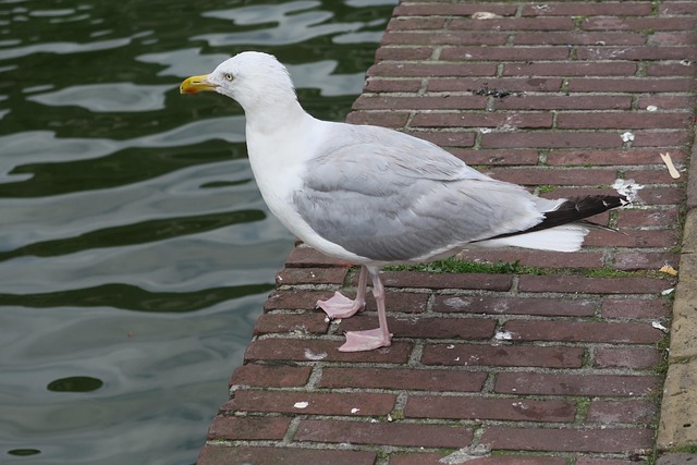 Pájaro, Ave Acuática, Muévete, Aves