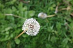 dandelion, neutralizer neutralizes, dad-bald
