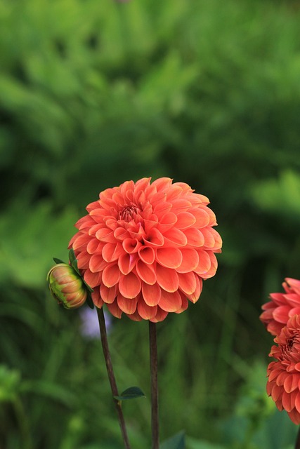 Crisântemo, Natureza, Flores, Verão