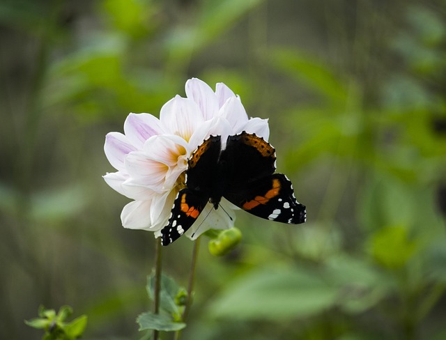Natureza, Borboleta, Inseto, Borboletas