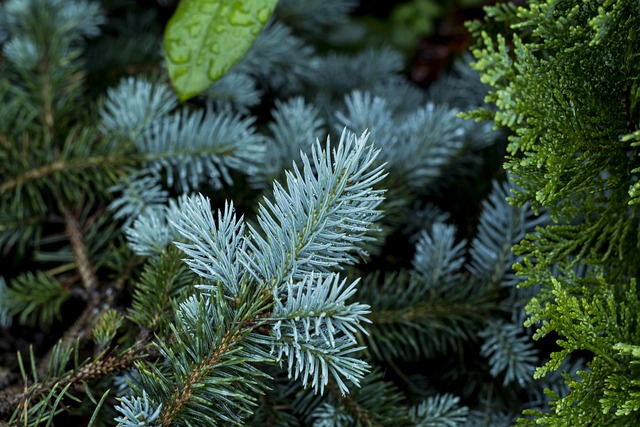 Floresta, Natureza, Árvores, Planta