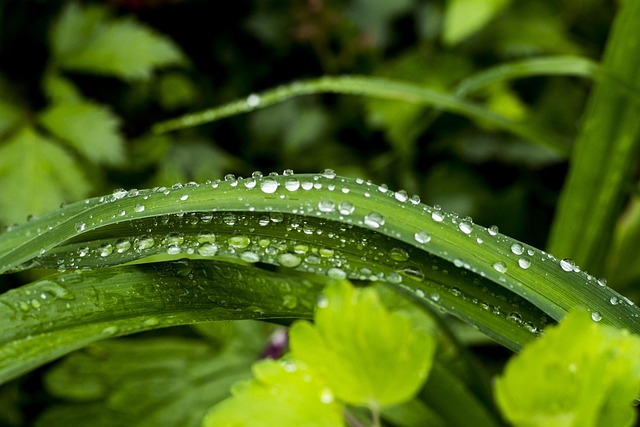 Macro, Natureza, Folhas, Grama
