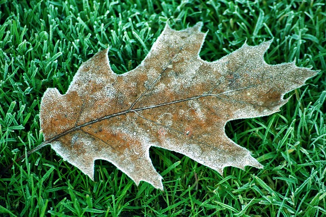 Free Leaf Winter Oak photo and picture