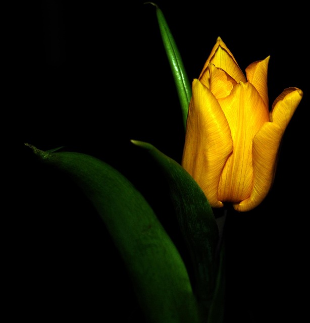 Free Tulip Plant photo and picture