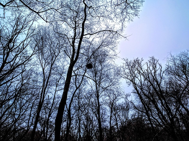Bomen, Avond, Cornwall, Bossen, Woud