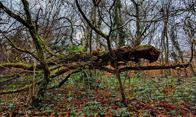 Bos, Bossen, Paddestoelen, Schimmel