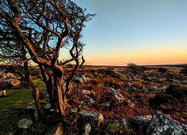 Cornwall, Boom, Alleen, Zonsondergang