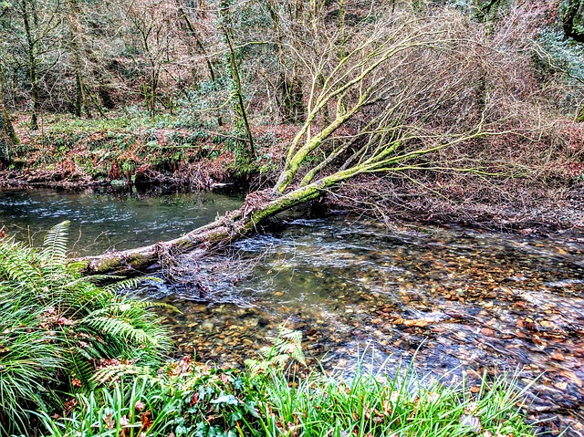 Boom, Rivier, Brug, Bossen, Bos, Woud