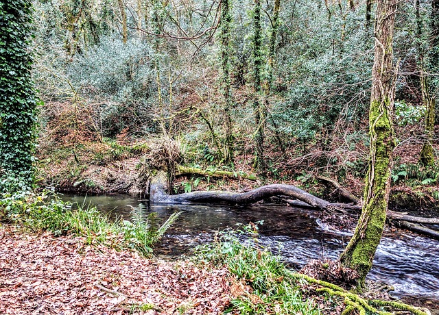Boom, Rivier, Natuur, Cornwall, Bossen