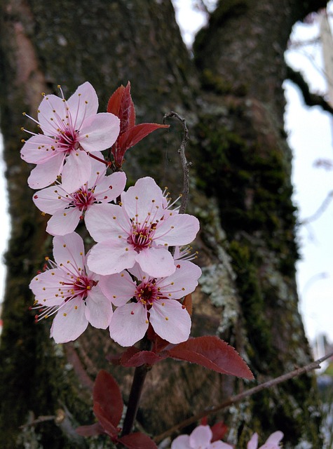 Blomst, Træ, Plante, Forår, Blomstrende