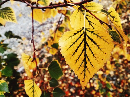 Blätter, Herbstfarben, Vergilbtes Blatt