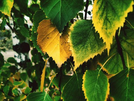 Gelbes Blatt, Birke, Herbst