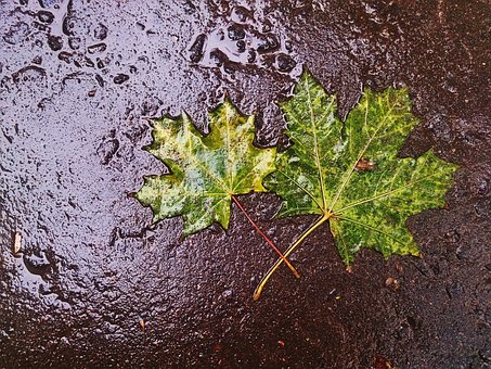 Ahornblatt, Herbst, Regen