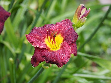 Free Lily Water Drops photo and picture