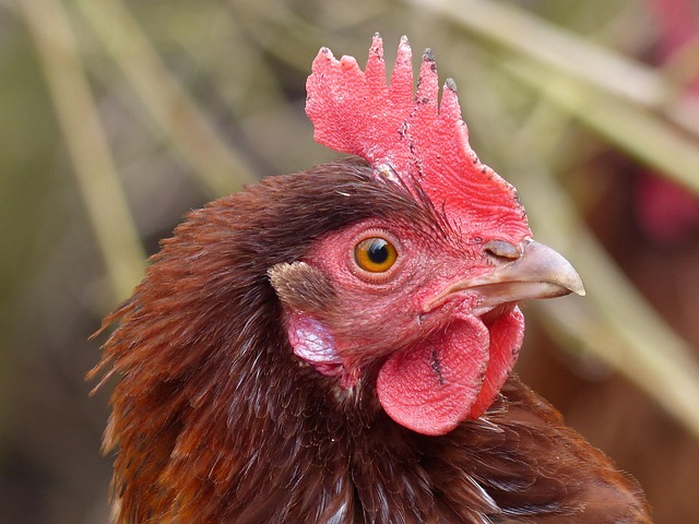 Kip, Vogel, Hoendervogels, Natuur