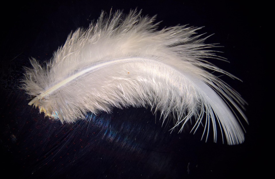 feather