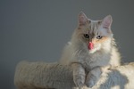 cat, sacred birman, animal