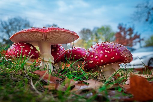 Paddestole, Rød Fluesvamp, Svampe, Skov