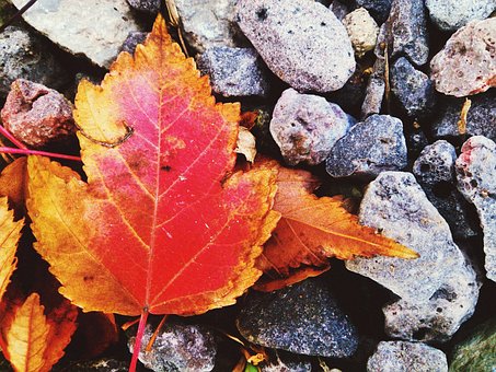 Herbst, Rotes Blatt, Herbst Natur