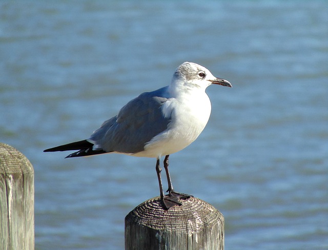 Free Gulf Bird photo and picture